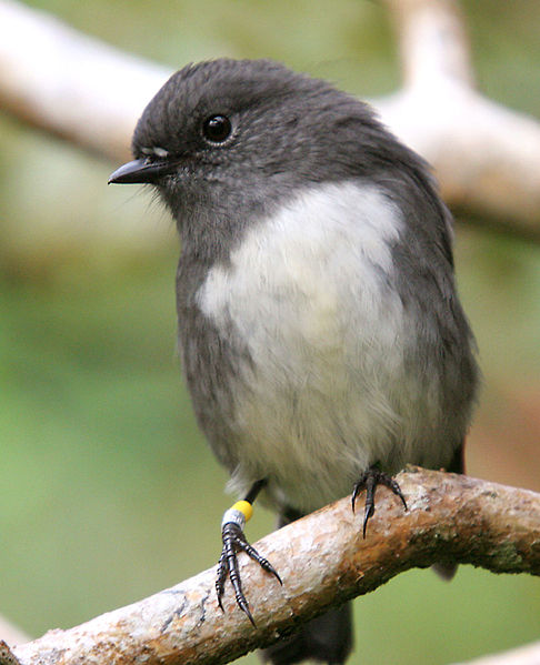 Stewart Island Robin Stewart Island Robin